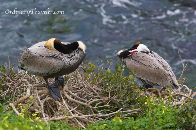 Stunning Wildlife Photography at La Jolla Cove, San Diego