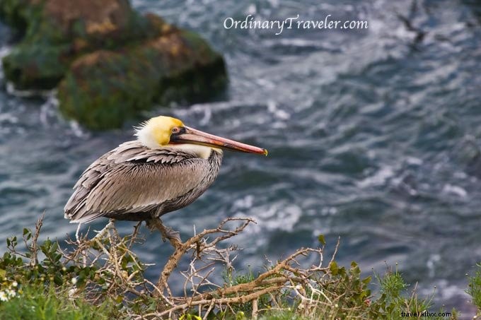 Stunning Wildlife Photography at La Jolla Cove, San Diego