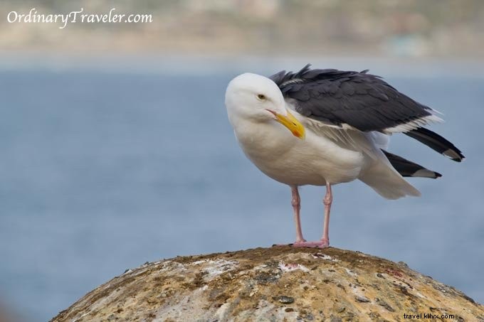 Stunning Wildlife Photography at La Jolla Cove, San Diego