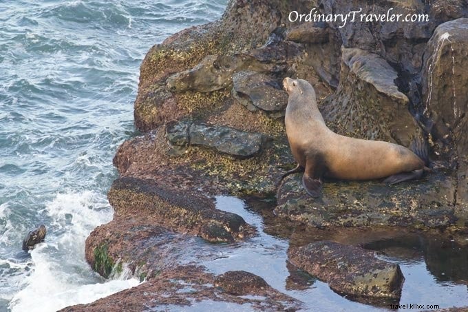 Stunning Wildlife Photography at La Jolla Cove, San Diego