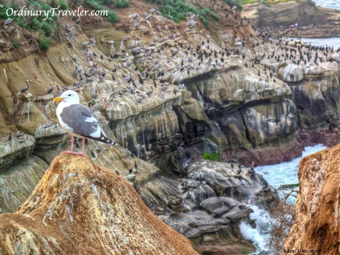 Stunning Wildlife Photography at La Jolla Cove, San Diego