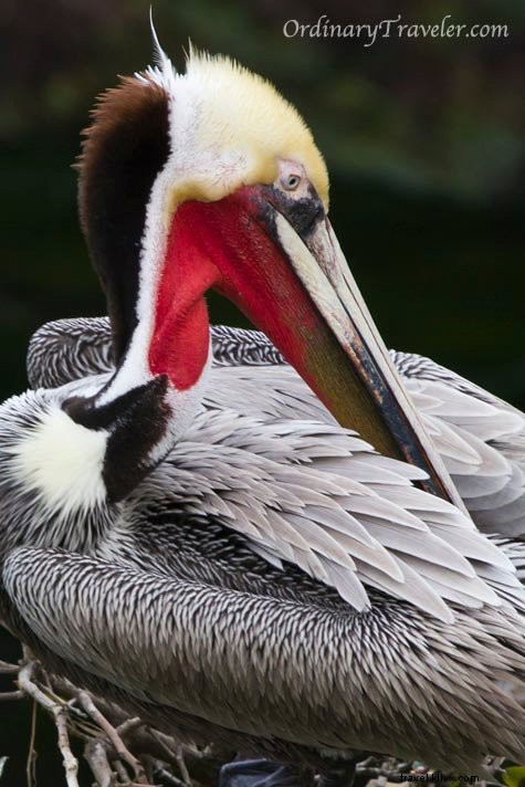 Stunning Wildlife Photography at La Jolla Cove, San Diego