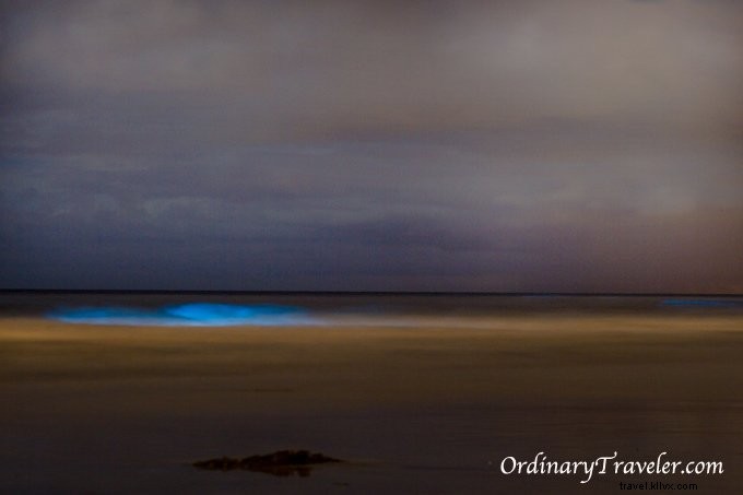 San Diego s Red Tide Magic: Captivating Bioluminescence Illuminates Night Waves