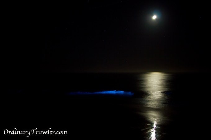 San Diego s Red Tide Magic: Captivating Bioluminescence Illuminates Night Waves