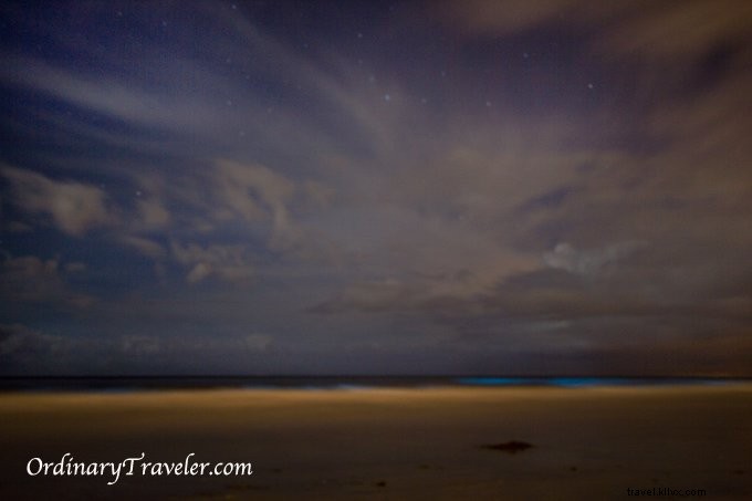 San Diego s Red Tide Magic: Captivating Bioluminescence Illuminates Night Waves