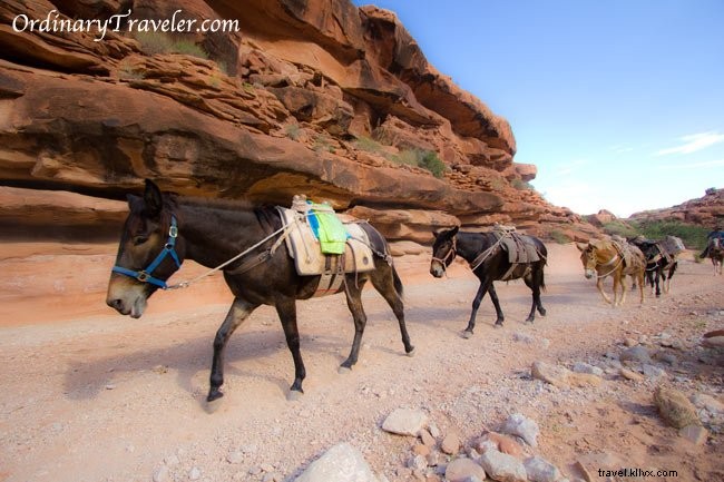 12 Breathtaking Havasu Falls Photos from Our Personal Adventure