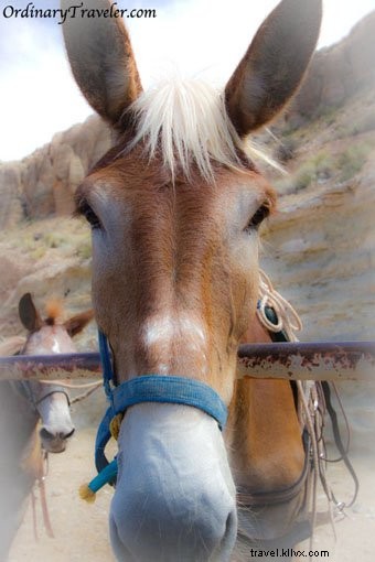 12 Breathtaking Havasu Falls Photos from Our Personal Adventure