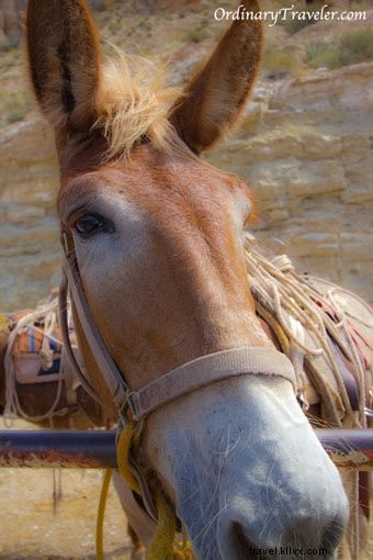 12 Breathtaking Havasu Falls Photos from Our Personal Adventure