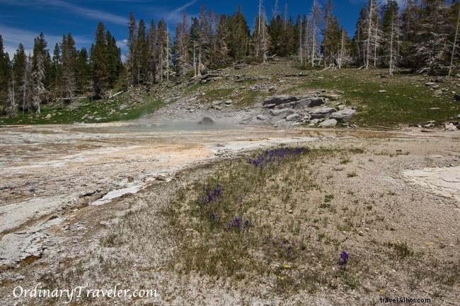 Stunning Geyser Photos from Yellowstone National Park: Eruption Secrets and Viewing Tips