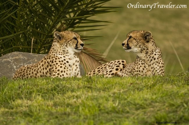 Cheetah Encounters at San Diego Safari Park: A Photo Essay on Wildlife Welfare