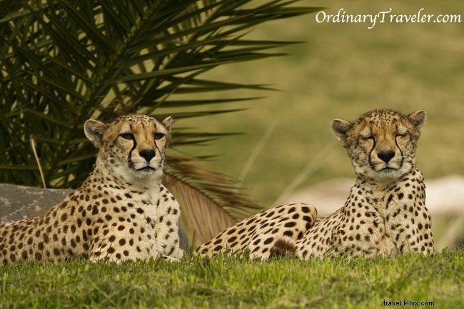 Cheetah Encounters at San Diego Safari Park: A Photo Essay on Wildlife Welfare