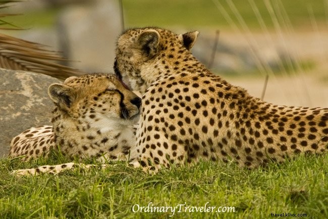 Cheetah Encounters at San Diego Safari Park: A Photo Essay on Wildlife Welfare