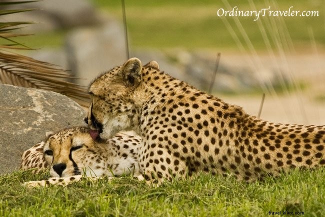 Cheetah Encounters at San Diego Safari Park: A Photo Essay on Wildlife Welfare