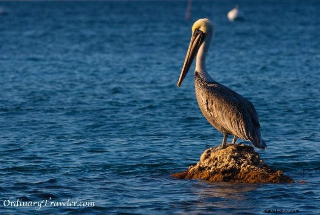 Stunning Catalina Island Photos: Inspiration from Our Two Harbors Adventure
