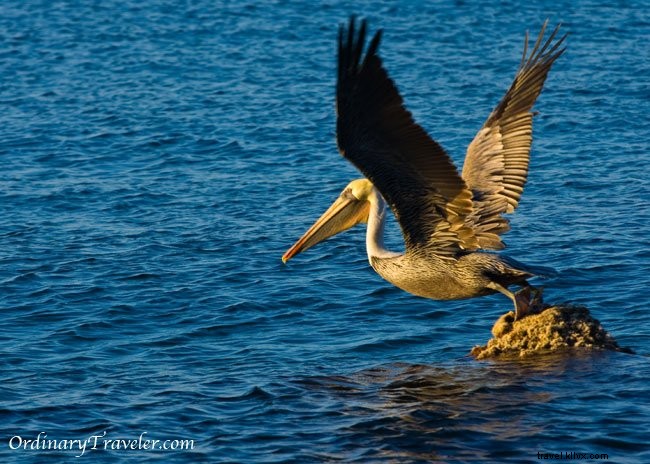 Stunning Catalina Island Photos: Inspiration from Our Two Harbors Adventure