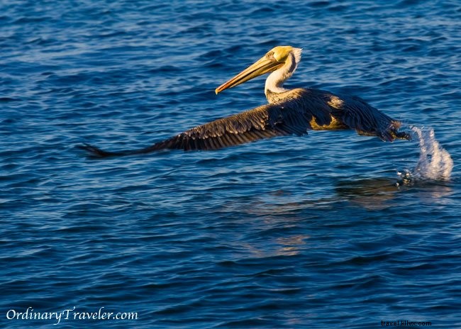 Stunning Catalina Island Photos: Inspiration from Our Two Harbors Adventure