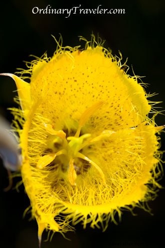 Devil s Punch Bowl at Cedar Creek Falls: Essential Hiking Tips for San Diego s Premier Waterfall