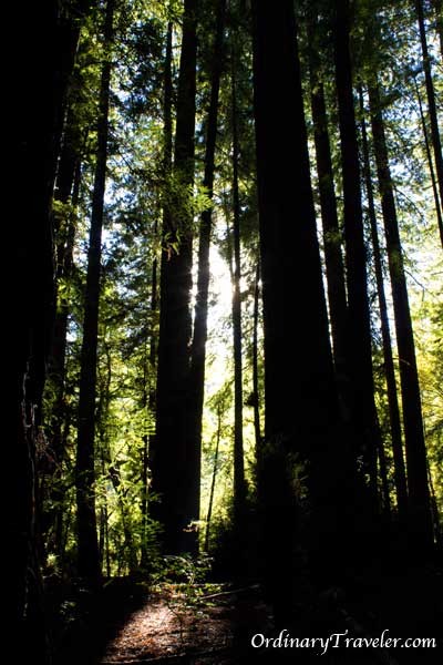 Discover Humboldt County: Majestic Redwoods, Coastal Gems, and a Lucky $420 Casino Win