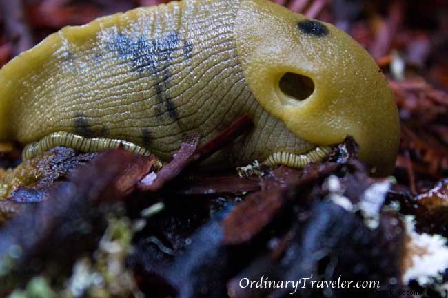 Discover Humboldt County: Majestic Redwoods, Coastal Gems, and a Lucky $420 Casino Win