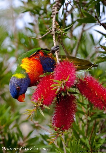 Budget Surf Trip Guide: East Coast Australia from Sydney to Brisbane