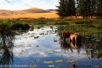 Ultimate Mui Ne Travel Guide: Southeast Asia s Premier Kiteboarding Destination