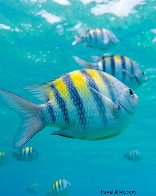 Top 25 Must‑Do Experiences in Key West, Florida