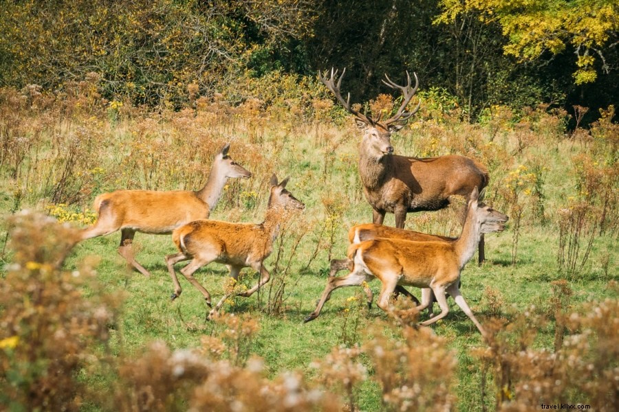 Ultimate Guide to Killarney National Park: Mountains, Lakes, Castles & Top Attractions