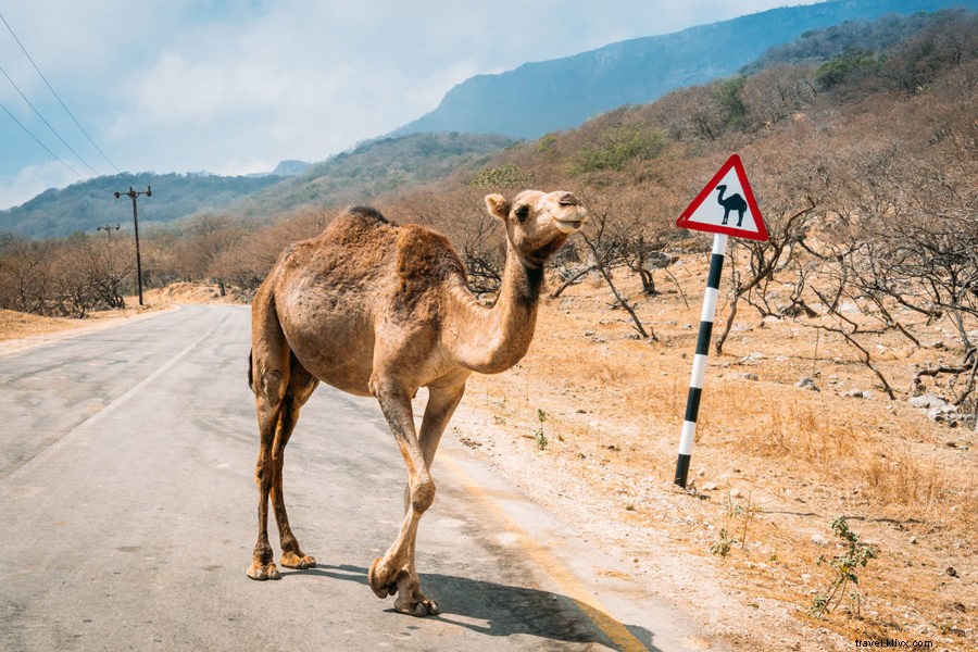 Renting a Car in Morocco: Essential Guide to Safe Driving and Cost-Saving Tips