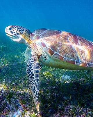 30 Best Things to Do in Cancun: Ultimate Guide to Mexico s Yucatan Gateway