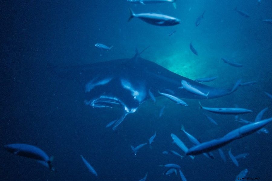 10 Best Things to Do on Hawaii s Big Island: Expert 5-Day Travel Itinerary