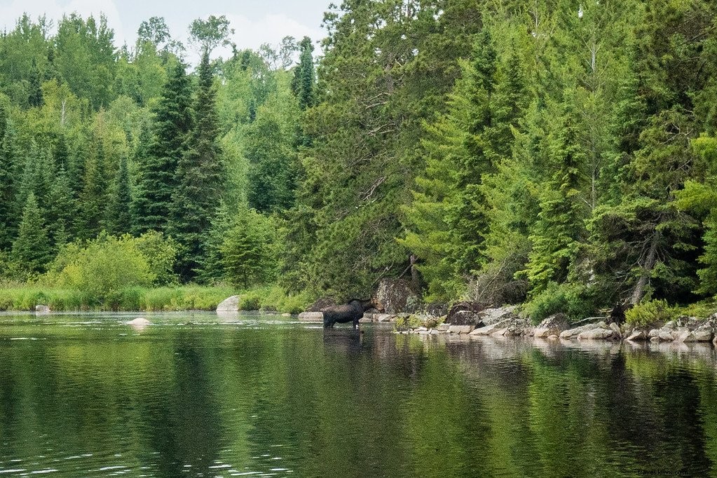 Explore the Boundary Waters Canoe Area: A Tranquil Paddle Adventure