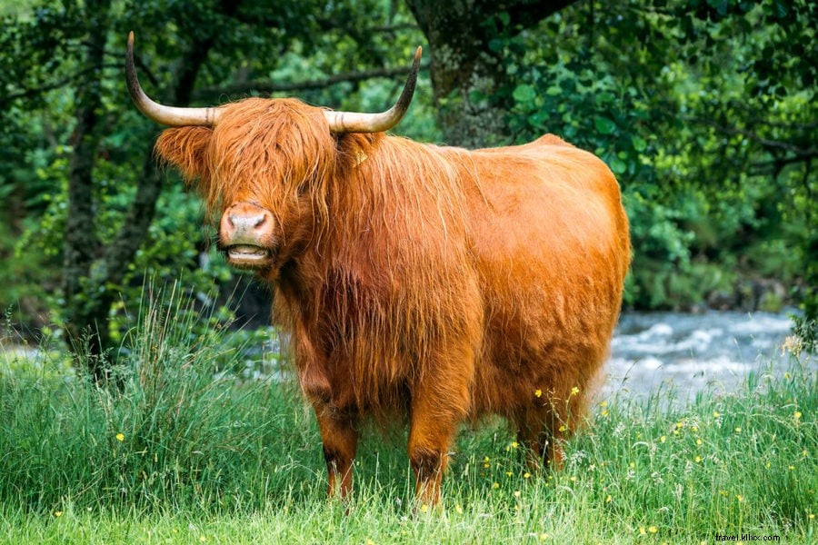 Ultimate Scottish Highlands Road Trip Itinerary: Mountains, Lochs, and Epic Adventures