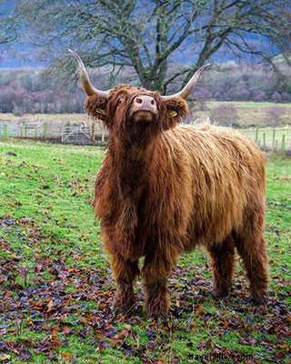 Ultimate Scottish Highlands Road Trip Itinerary: Mountains, Lochs, and Epic Adventures