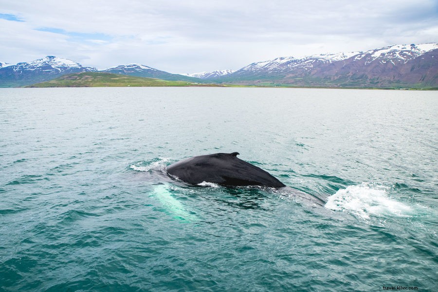 Discover Iceland’s Ring Road: The Ultimate Epic Road Trip Guide