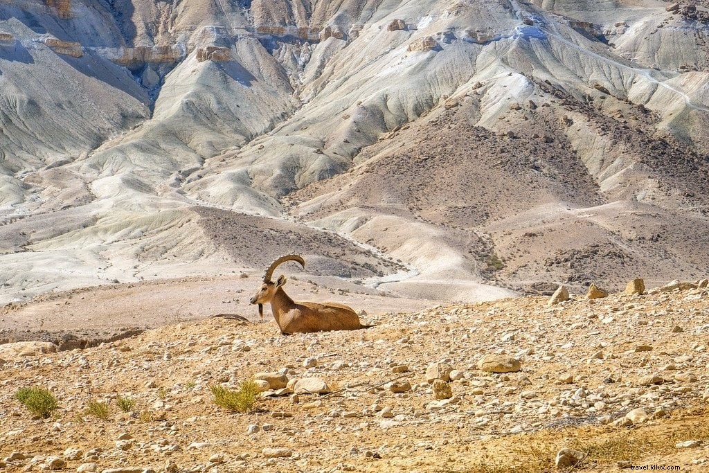 Hiking Israel s National Trail: An Epic Journey Through the Holy Land