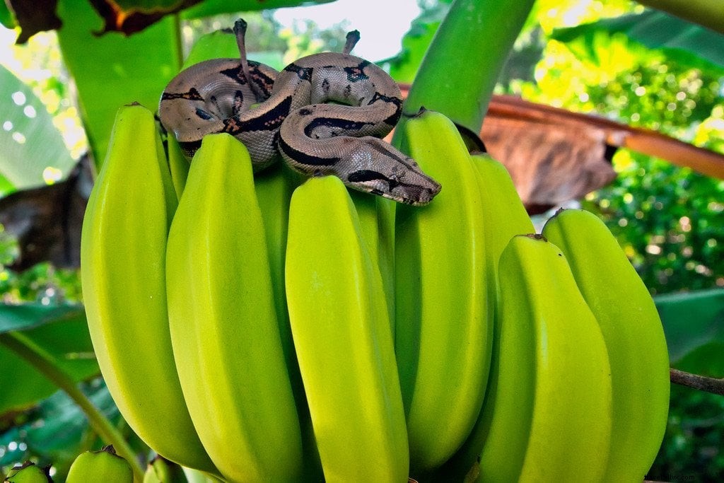 Hiking Corcovado National Park: An Epic Wildlife Adventure in Costa Rica