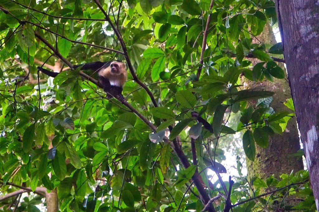 Hiking Corcovado National Park: An Epic Wildlife Adventure in Costa Rica