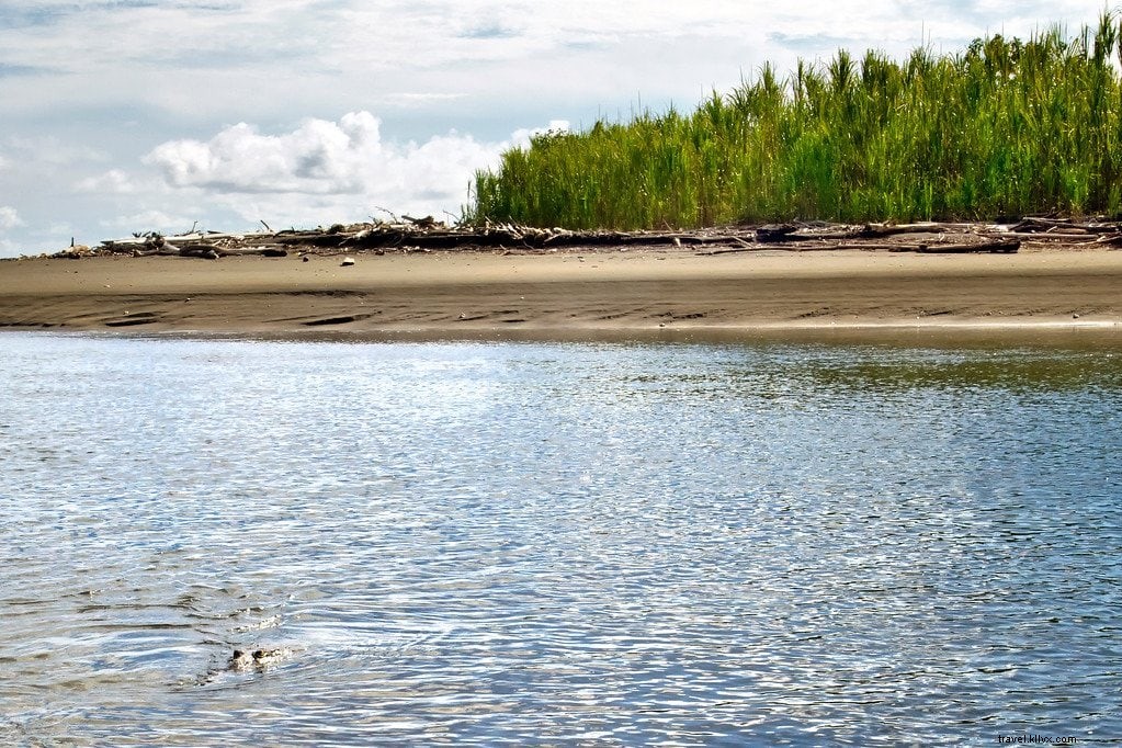 Hiking Corcovado National Park: An Epic Wildlife Adventure in Costa Rica