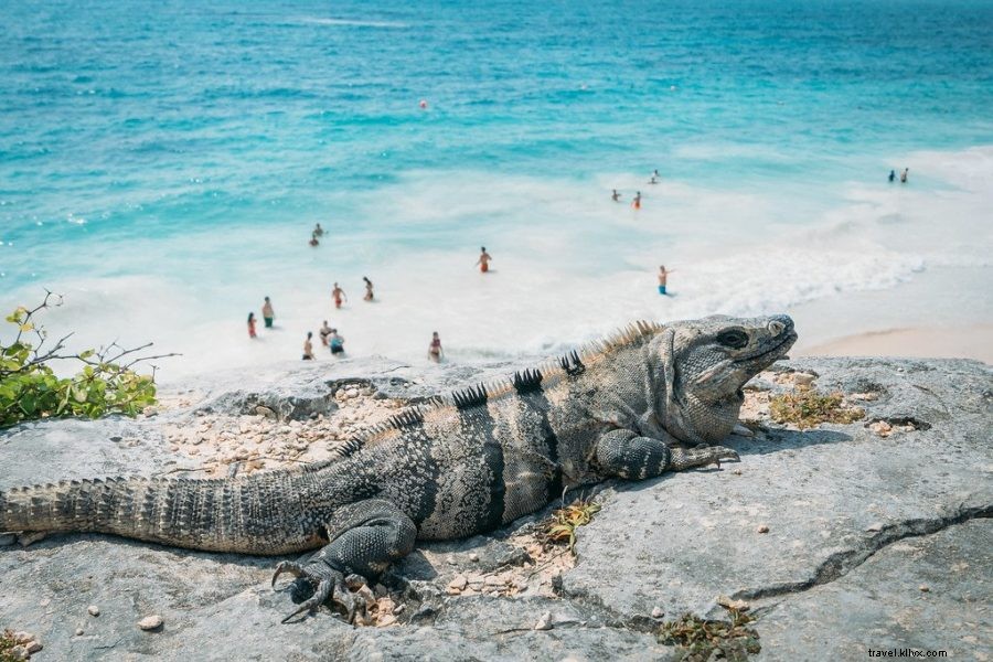 Ultimate Guide to Tulum Mayan Ruins: Insider Tips from a 2-Year Mexico Resident