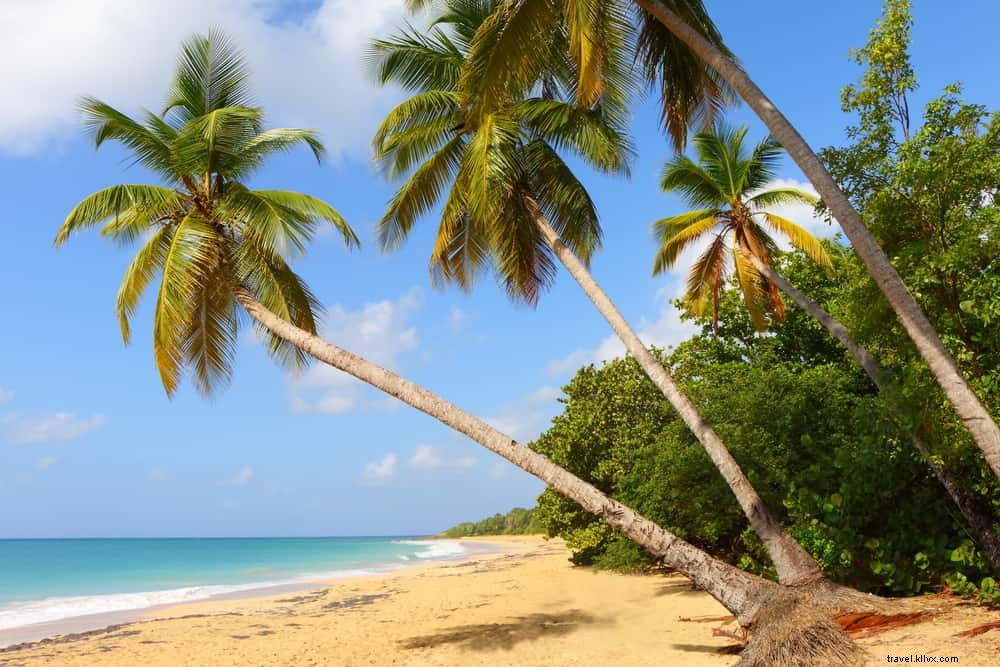 Explore Martinique: 14 Must-See Scenic Destinations