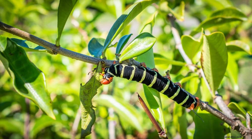 16 Stunning Places to Visit in Dominica: Discover the Nature Island