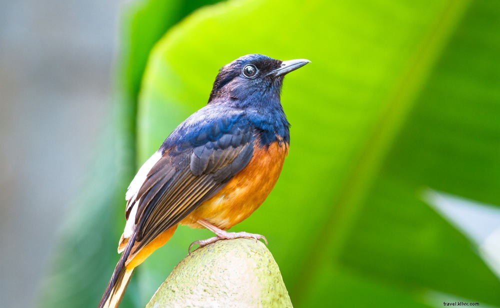 Top 10 Stunning Places to Visit in Montserrat: Beaches, Volcanoes, and Hidden Gems