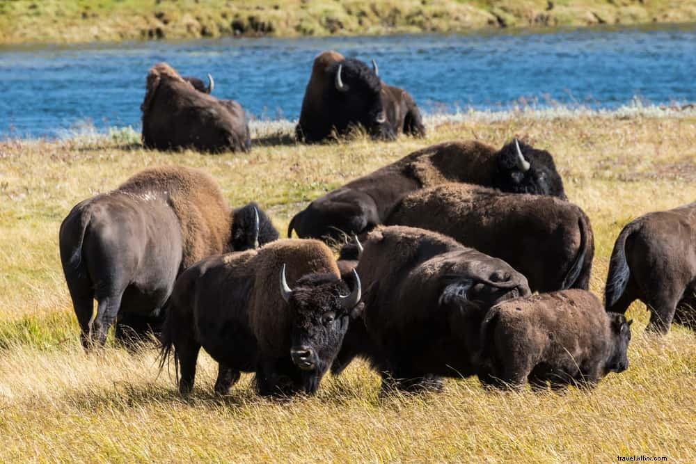 Explore Wyoming: 18 Must‑Visit Scenic Destinations