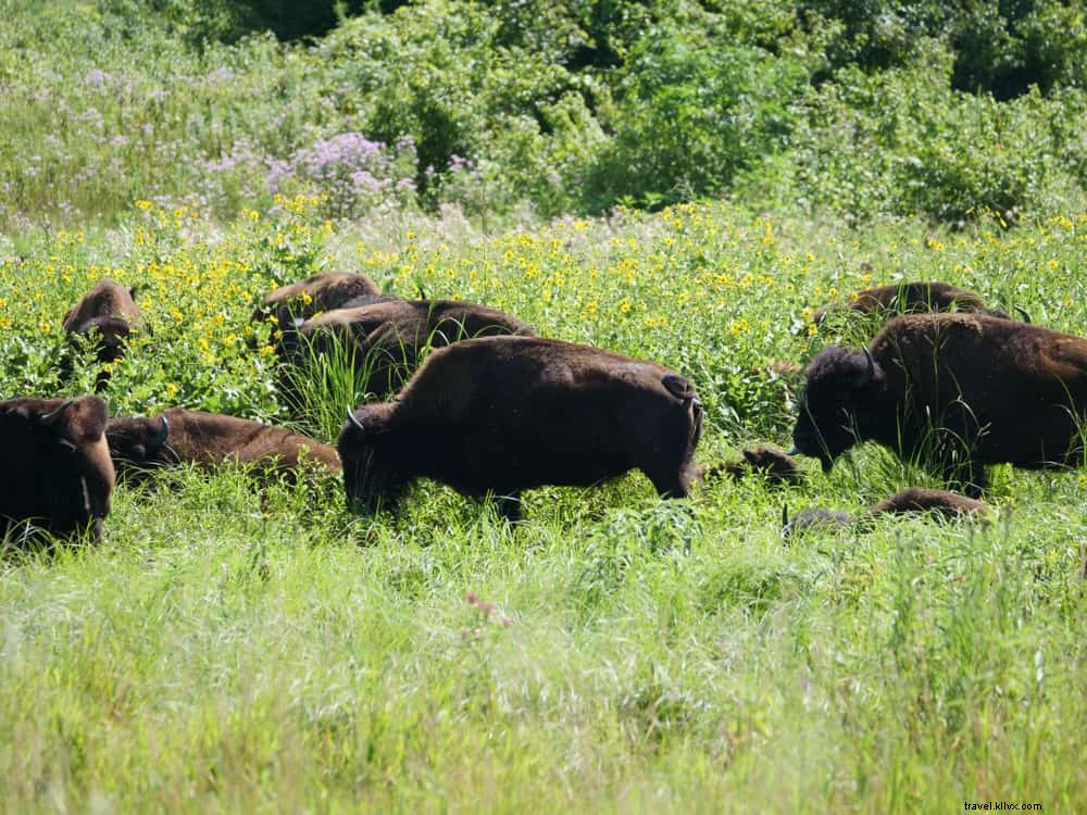 19 Most Beautiful Places to Visit in Minnesota: Lakes, Parks, and Scenic Wonders