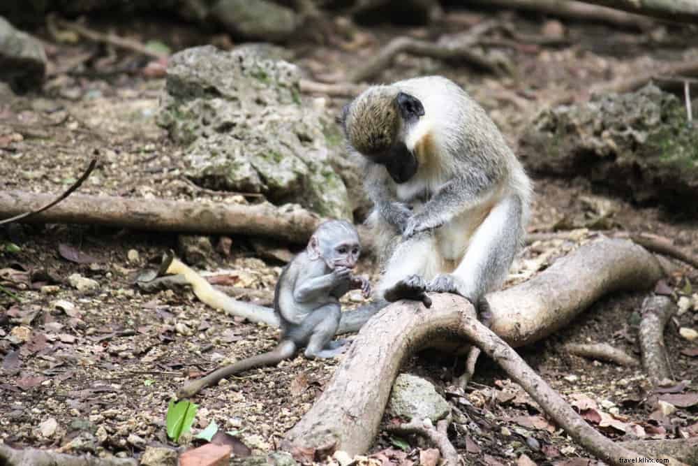 Discover the 12 Most Beautiful Places to Visit in Barbados
