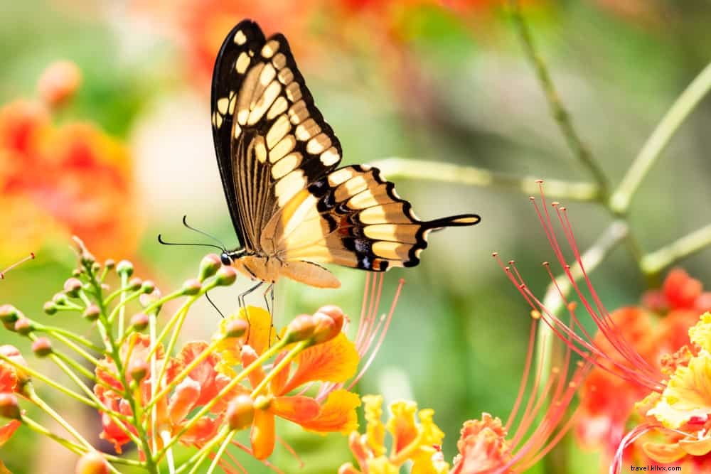 Discover the 12 Most Beautiful Places to Visit in Barbados