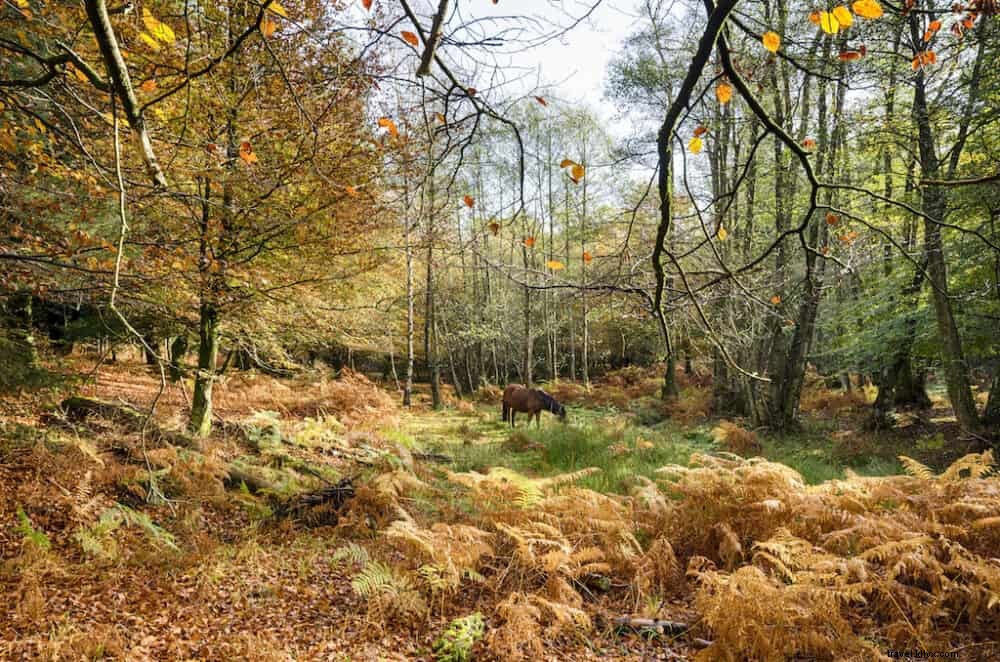 20 Best Places to Visit in the UK This Autumn: Stunning Fall Foliage and Scenic Spots