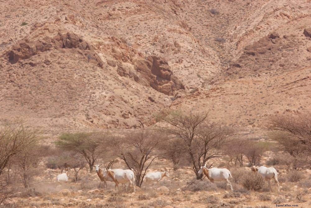 20 Most Beautiful Places to Visit in Tunisia: Stunning Destinations Revealed