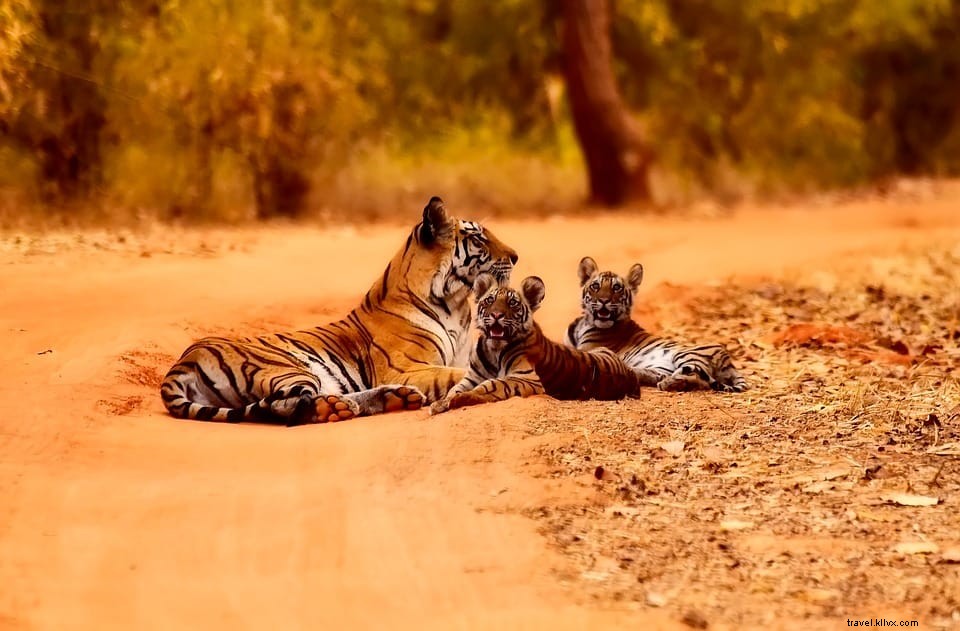 12 Stunning Wildlife Holidays: The World s Most Breathtaking Animal Encounters