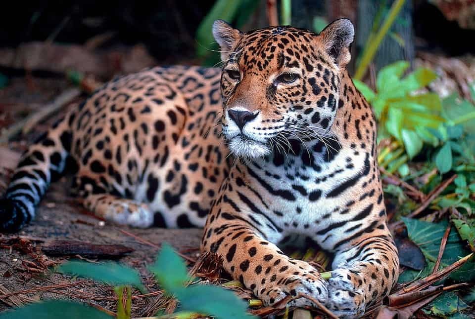 12 Stunning Wildlife Holidays: The World s Most Breathtaking Animal Encounters
